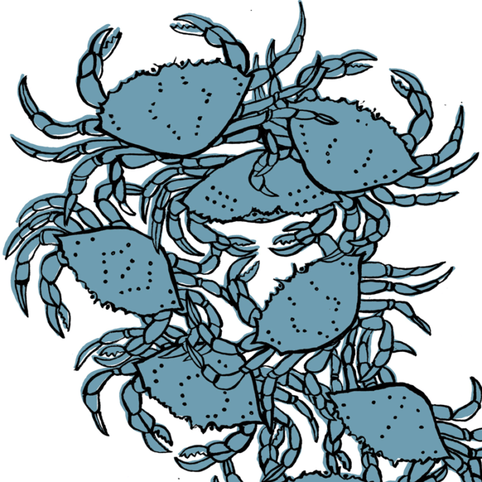 The Crab Catchers